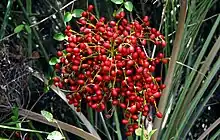 Fruits in Sri Lanka