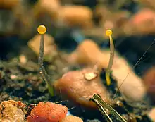 newly emerged Phycomyces from a fish food pellet in potting soil.