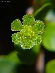 Female flower