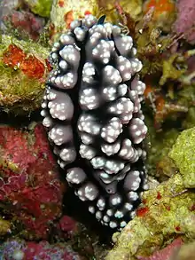 Phyllidiopsis fissuratus