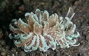 Phyllodesmium crypticum