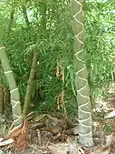 Phyllostachys edulis 'Kikko'