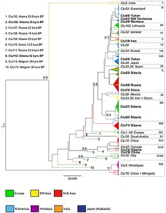 Phylogenetic tree of wolves under study