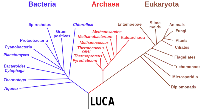 Phylogenetic tree showing the last universal common ancestor (LUCA) at the root. The major clades are the Bacteria on one hand, and the Archaea and Eukaryota on the other.