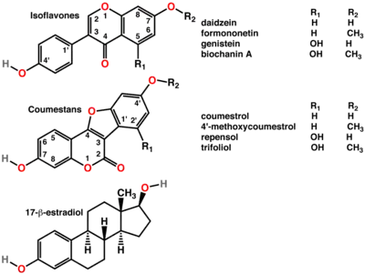 Polyphenols include phytoestrogens (top and middle), mimics of animal estrogen (bottom).