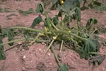 Symptom of blight on a pumpkin plant