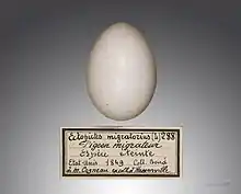 Egg of passenger pigeon