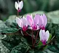 A flowering plant in Nazareth