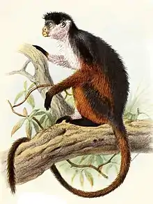 Drawing of gray and brown monkey