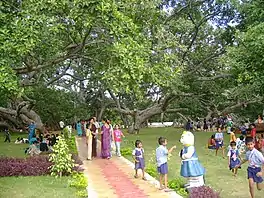 The biggest banyan tree Pillalamarri,  symbol of the district