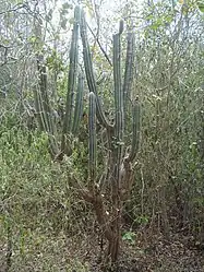 Sebucan(Pilosocereus royenii)