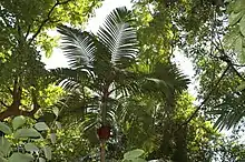 Pinanga andamanensis at Mount Harriet National Park, Andaman Islands