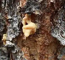 A lodgepole pine tree with a pitch tube