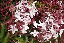 Pink jasmine in bloom