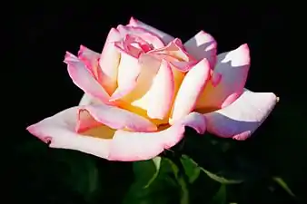 Hybrid Tea 'Cajun Sunrise' (Edwards, 2000)