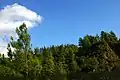 Pinus brutia, foothills of Troodos Mountains