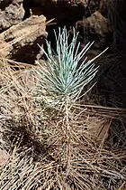 seedling in La Talleta, Tenerife, Canary Islands