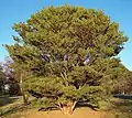 Var. "Umbraculifera'"Tanyosho pine"