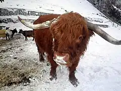 Highland cattle