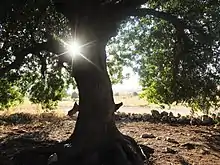 Beneath the shady boughs of a Persian turpentine tree (Pistacia atlantica) in the Elah valley