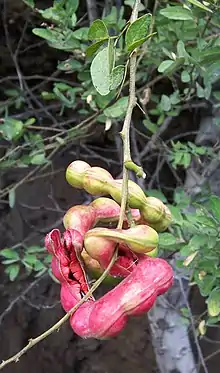 Guamá americano(Pithecellobium dulce)