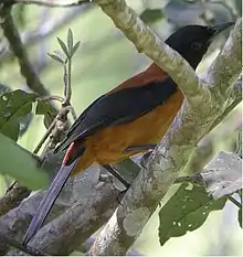 a bird with black wings, head and tail and body partly obscured by branches