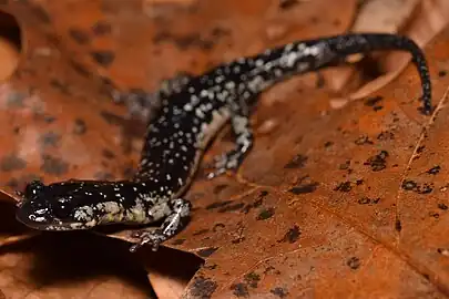 Plethodon kentucki