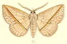 Acantholipini: Ugia transversa