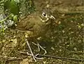 Wildsumaco Lodge - Ecuador