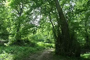 Oriental Plane grove in the Valley of the Tsav River