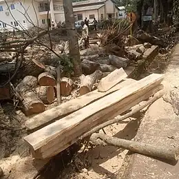 Planks made from a tree