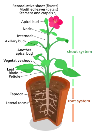 A diagram representing a "typical" eudicot.