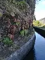 Aeonium glandulosum on a Levada