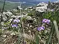 P. algida growing on a rocky mountain.