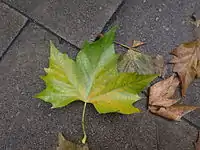 Foliage close-up seen near Westminster Abbey