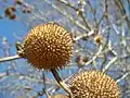 Fruiting body of P. orientalis (Oriental plane tree).