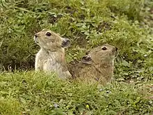 Brown pikas