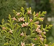 Very young female cones