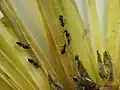 Platygaster sp. on goldenrod (Solidago)