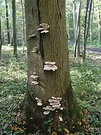 Oyster mushrooms on a tree