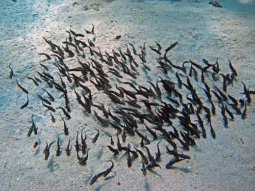 Plotosus lineatus school at Bunaken National Park