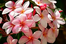 One of the many flowering plants at the zoo