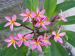 Close-up on flowers of a pink variant