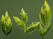 Spiklets with hairy lemmas