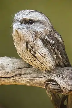 Image 19Tawny FrogmouthPhoto: JJ HarrisonThe Tawny Frogmouth (Podargus strigoides) is a nocturnal species of Australian frogmouth commonly mistaken for an owl. Males and females look similar, growing to 35–53 cm (14–21 in) long and up to 680 g (1.5 lb) in weight. The Tawny Frogmouth is almost exclusively insectivorous, feeding rarely on frogs and other small prey. It generally sits very still on a low perch and catches food with its beak.More selected pictures