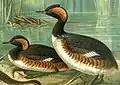 Podiceps nigricollis