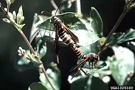 Adults mating