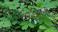 Maturing pods in a wild patch in Ellicott City, Maryland