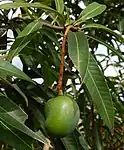 Mango -- Mangifera indica the tree is Maa Maram & the fruit is Maangaai மாம்பழம் in Tamil. The fruit is called Keri in Gujarati, आंबा in Marathi and Aam in Hindi and Bhojpuri], "maamidi" in Telugu, ಮಾವಿನ ಕಾಯಿMaavina kaayi in Kannada I..