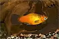 Wagtail platy